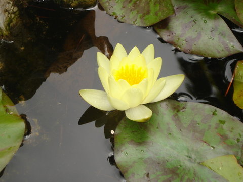 生肖数字对应表